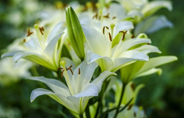 Jardin de fleurs de lys blanc — Photo