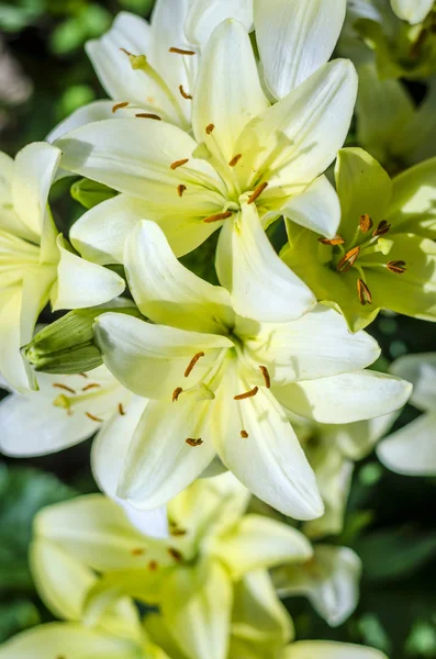 Jardin de fleurs de lys blanc — Photo