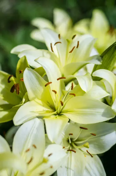 Jardin de fleurs de lys blanc — Photo