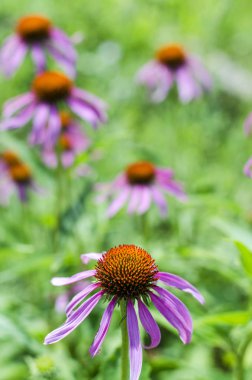 Bahçedeki ekinezya çiçekleri