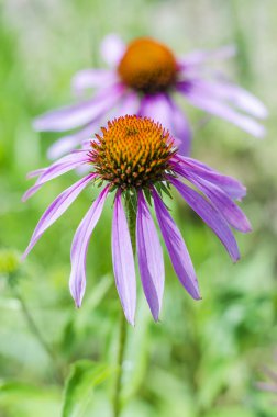 Bahçedeki ekinezya çiçekleri