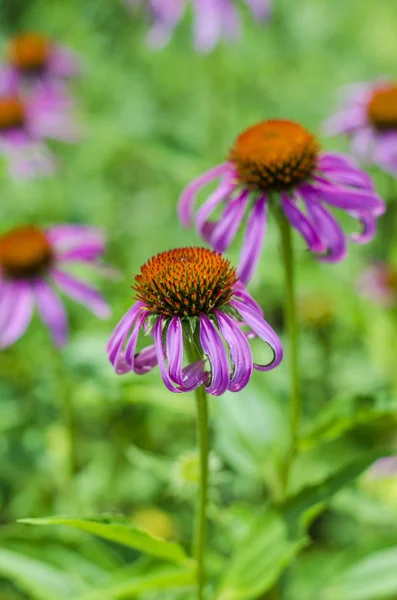 Echinacea blommor i trädgården — Stockfoto