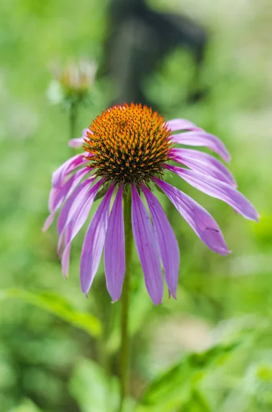 Echinacea blommor i trädgården — Stockfoto