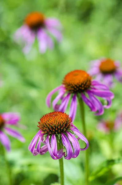 Fleurs d'échinacée dans le jardin — Photo