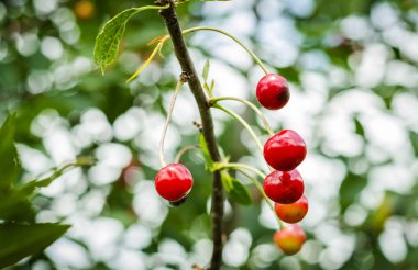 Olgun kirazlar ağaçta