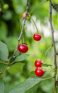 Olgun kirazlar ağaçta