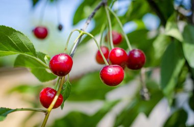 Olgun kirazlar ağaçta