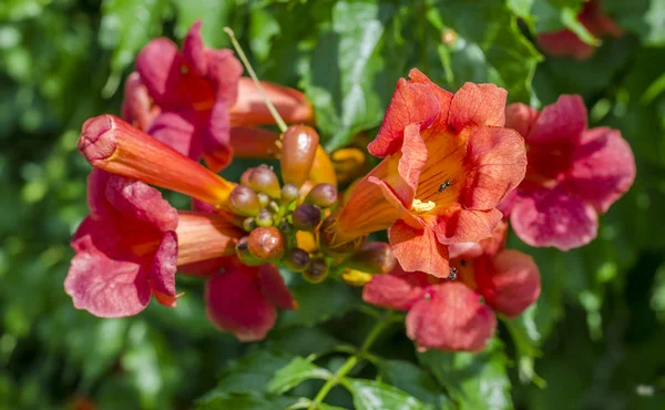 Campsis fleuri orange — Photo