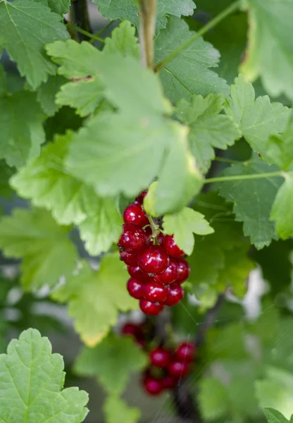 Red currants on a bush — Stock Photo, Image