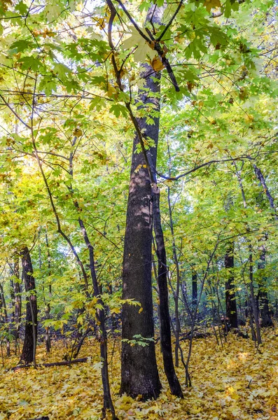 Sonbahar orman çayır — Stok fotoğraf