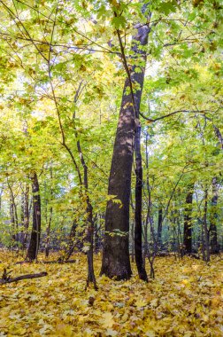 sonbahar orman çayır