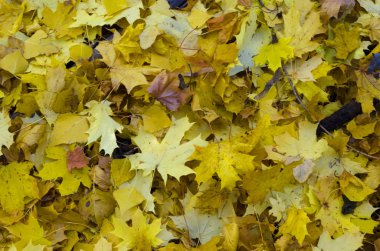 Sonbahar akçaağaç yaprakları