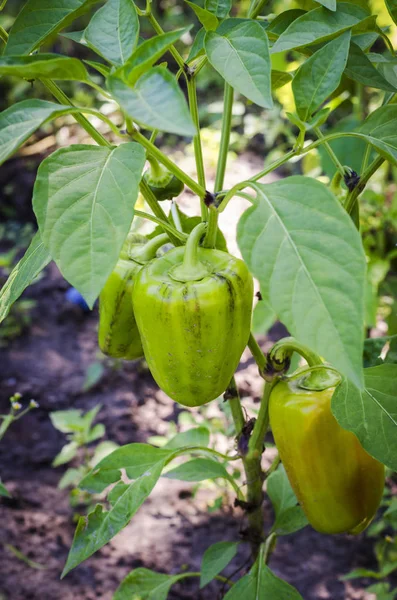 peppers in the garden