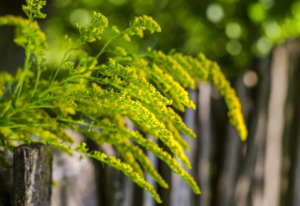 Flores de ervas daninhas amarelas perto de uma cerca de madeira — Fotografia de Stock