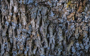 Ağaç kabuğu dokusu