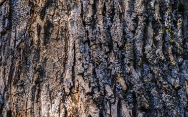 Ağaç kabuğu dokusu