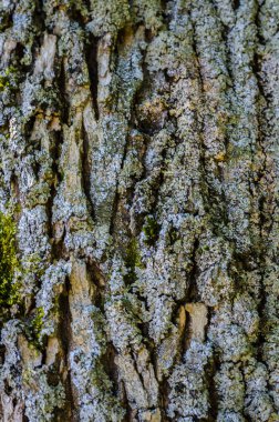 Ağaç kabuğu dokusu