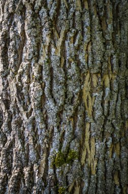 Ağaç kabuğu dokusu