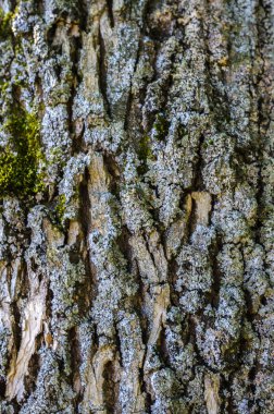 Ağaç kabuğu dokusu