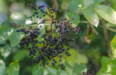 bir çalı üzerinde siyah mürver meyveleri