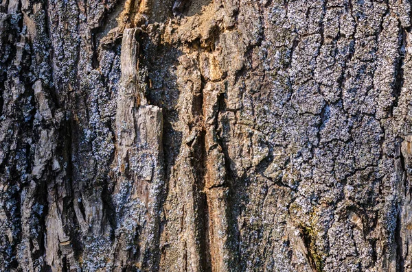 Textura de corteza de árbol —  Fotos de Stock