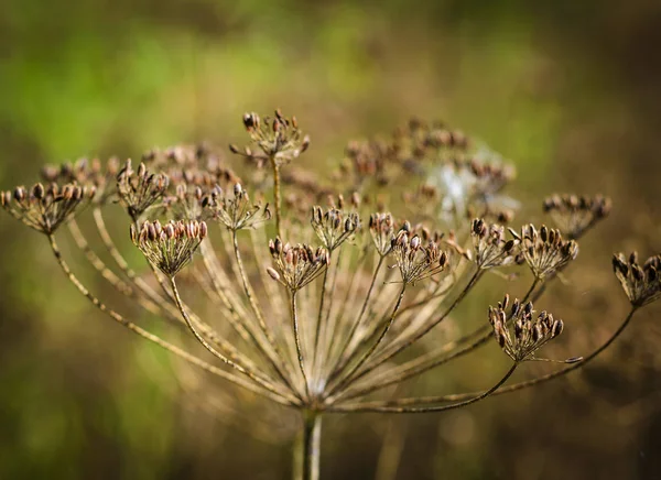 Sementes de endro no jardim — Fotografia de Stock