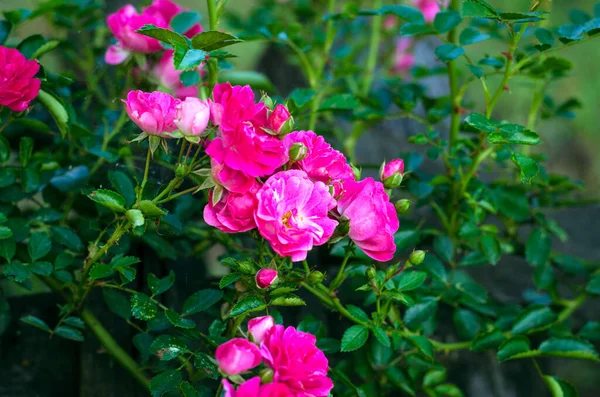 Piccola Rosa Arbustiva Colore Rosa Durante Fioritura Giardino All Aperto — Foto Stock