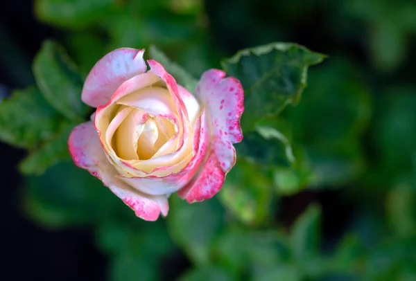 Rose Garden Afternoon Close — Stock Photo, Image