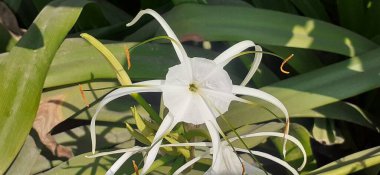 Beach Spider Lily, Amaryllidaceae familyasından bir çiçek bitkisidir. Hymenocallis Littoralis olarak da bilinir. Bu santralin doğal yeri Latin Amerika 'nın kıyı bölgesidir..