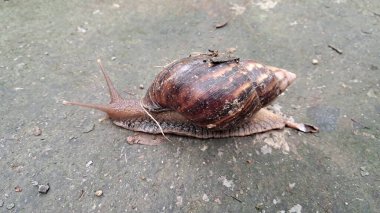 Dev Afrika Kara Salyangozu, Achatinidae familyasından bir salyangoz türüdür. Ayrıca Lissachatina fulica olarak da bilinir, aynı zamanda Dev Afrika Salyangozu olarak da bilinir..