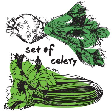 Kereviz el çizimi vektör çizimi seti. İzole edilmiş sebze oymalı nesne. Ayrıntılı vejetaryen yemek çizimi. Çiftlik pazarı ürünü. Menü, etiket, simge için harika