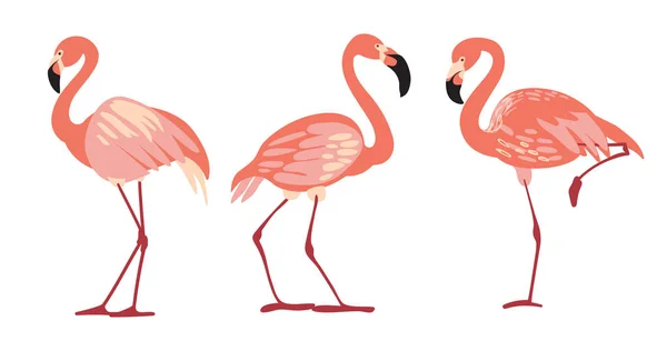 Tre Isolerade Flamingo Grafisk Stil — Stockfoto