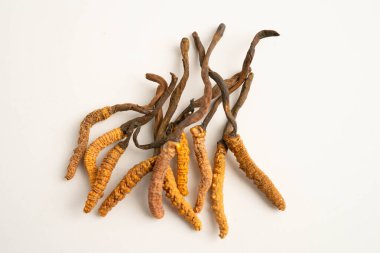 Cordyceps sinensis ya da Ophiocordyceps sinensis beyaz arka planda izole edilmiş, mantar bitkisi tedavisi.