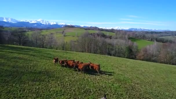 Sobrevoando Uma Manada Vacas Nas Montanhas — Vídeo de Stock