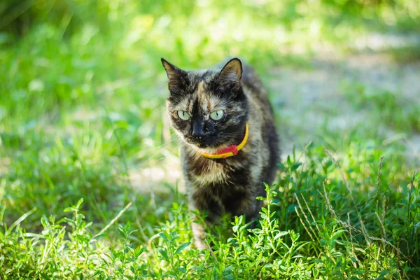 A three-colored cat with a yellow collar walks in the garden in the green grass. A black cat is walking. A walking cat. Close-up portrait of three colored cat having rest in the grass.