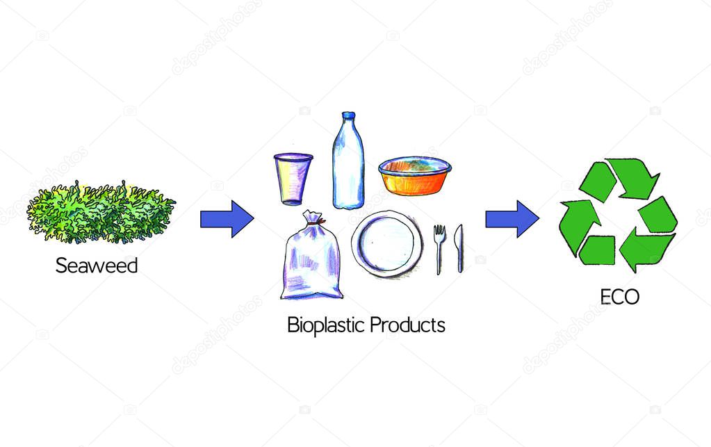 Bioplastic products from seaweed. Seaweed replace plastic packaging. Eco-friendly plastic production