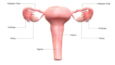 Kadın üreme sistemi ile etiketleri anatomisi