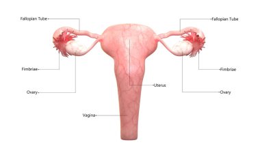 Kadın üreme sistemi ile etiketleri anatomisi