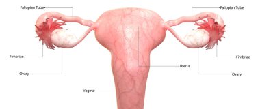 Kadın üreme sistemi ile etiketleri anatomisi