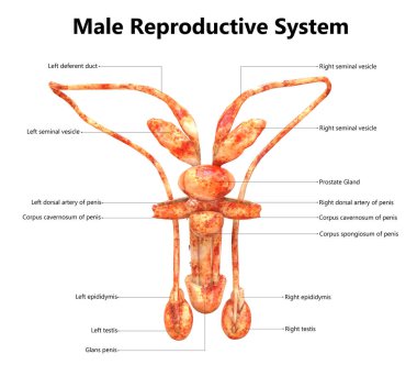 Erkek üreme sistemi ile etiketleri anatomisi