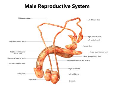 Erkek üreme sistemi ile etiketleri anatomisi