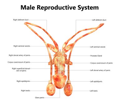 Erkek üreme sistemi ile etiketleri anatomisi
