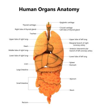3D Illustration of Human Body Organs Anatomy