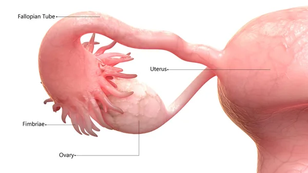 Female Reproductive System Labels Anatomy — Stock Photo, Image