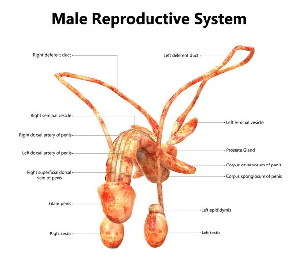 Sistema Reproductivo Masculino Con Etiquetas Anatomía — Foto de Stock