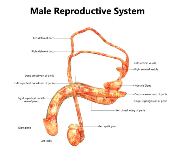 Sistema Reproductivo Masculino Con Etiquetas Anatomía — Foto de Stock