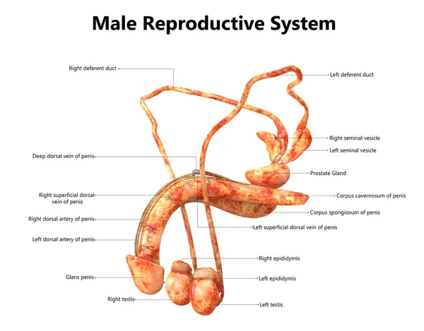 Sistema Reproductivo Masculino Con Etiquetas Anatomía — Foto de Stock