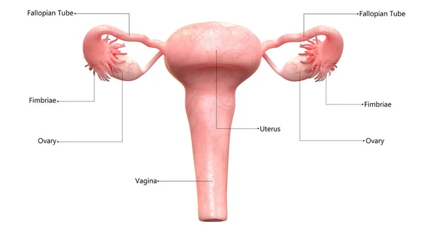 Female Reproductive System with Labels Anatomy — Stock Image Female Reproductive System Labels Anatomy Stock Picture