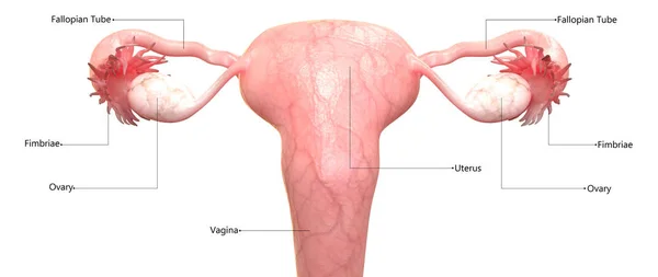 Female Reproductive System with Labels Anatomy — Stock Image Female Reproductive System Labels Anatomy Stock Image