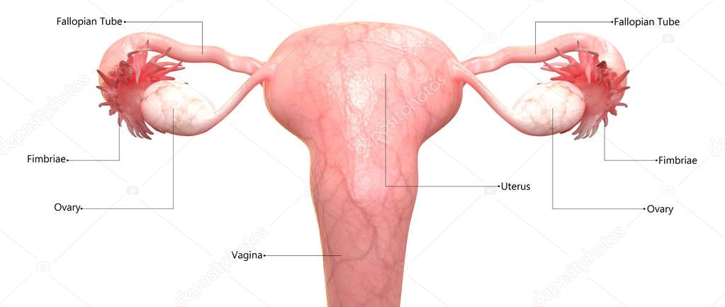 Female Reproductive System with Labels Anatomy
